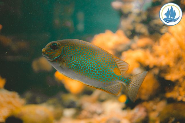 10 Rabbitfish Facts 